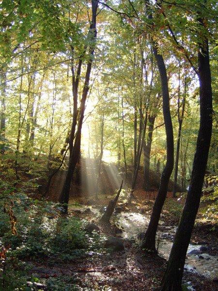 Букове з panoramio.com - Букове