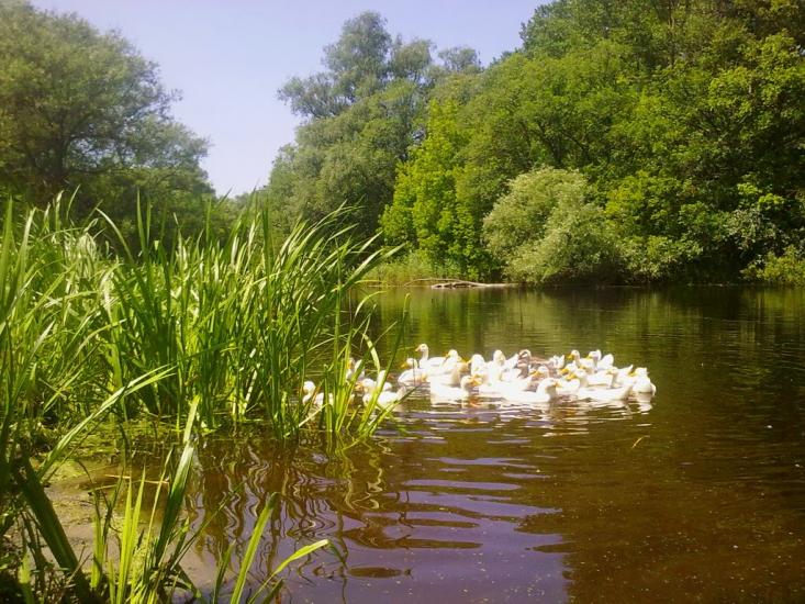 Хорішки з panoramio.com - Хорішки