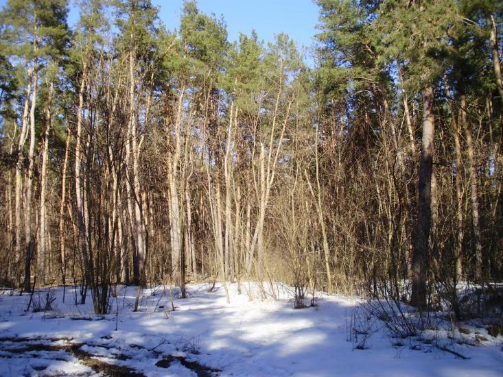 Котовка з panoramio.com - Котовка