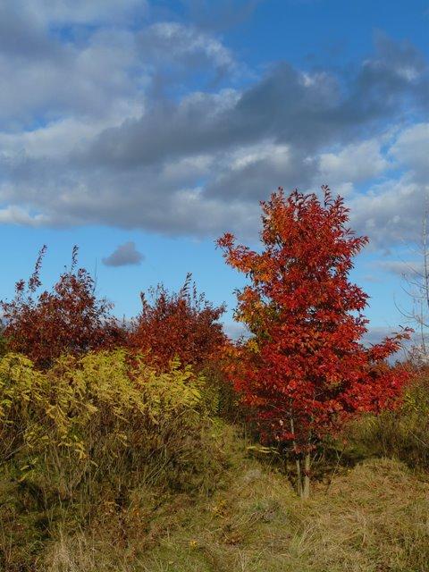 Камінь з panoramio.com - Камінь