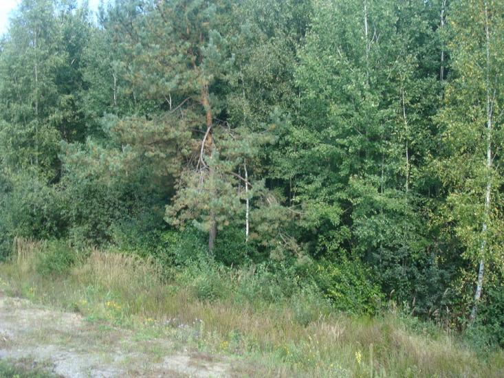 Рудня-Новенька з panoramio.com - Рудня-Новенькая