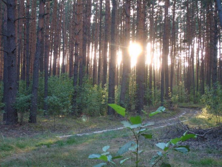 Орликівка з panoramio.com - Орликівка