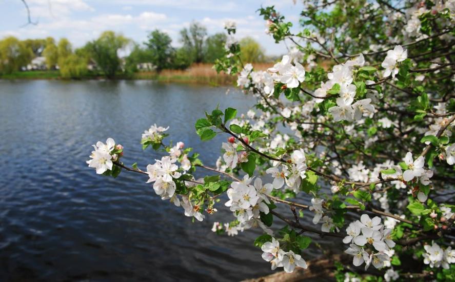 Узин з panoramio.com - Uzyn