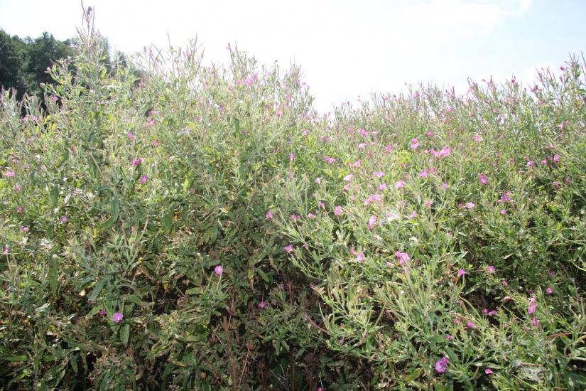 Шилівка з panoramio.com - Шилівка