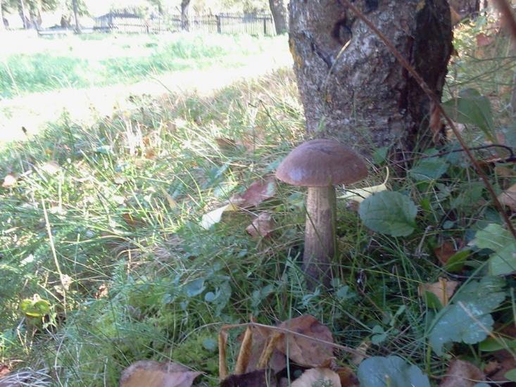 Їжівці з panoramio.com - Иживцы