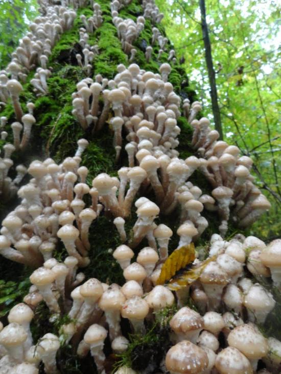 Бодячів з panoramio.com - Бодячів