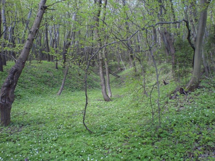 Теребовля з panoramio.com - Теребовля
