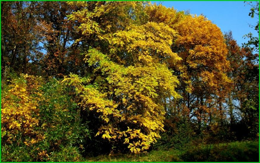 Букачівці з panoramio.com - Букачевцы