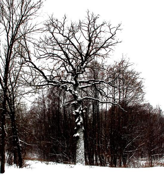 Свидівок з panoramio.com - Svydivok