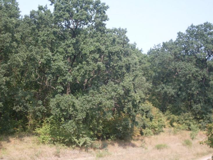 Кам'яногірка з panoramio.com - Кам'яногірка