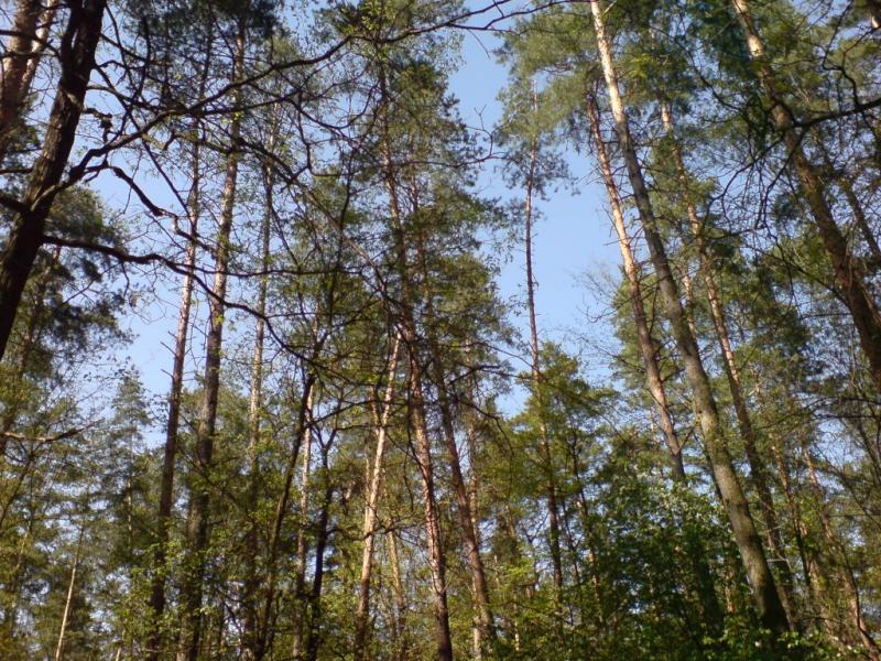 Пушкарівка з panoramio.com - Пушкарівка