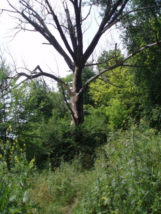 Комісарівка з panoramio.com - Комісарівка