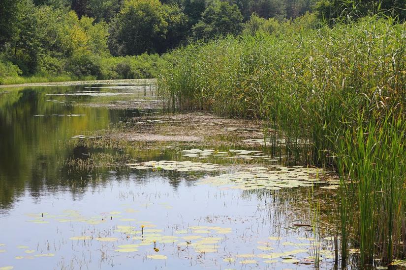 Прохорівка з panoramio.com - Prokhorivka