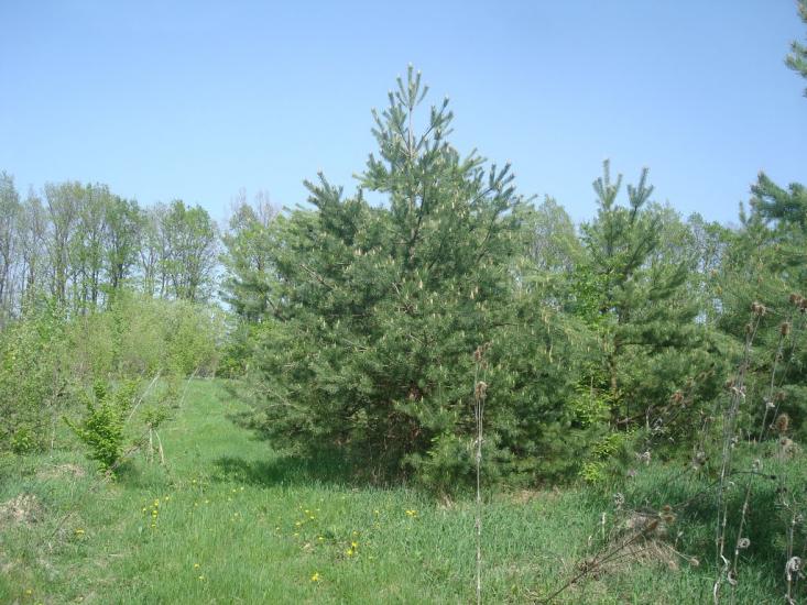 Любомирівка з panoramio.com - Любомировка