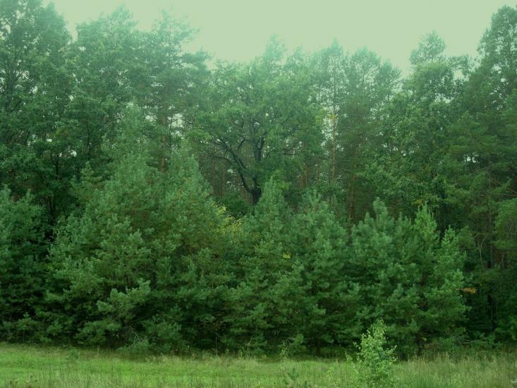 Цвітоха з panoramio.com - Цветоха