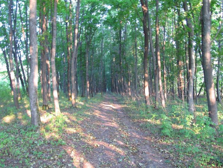 Велика Березовиця з panoramio.com - Велика Березовиця
