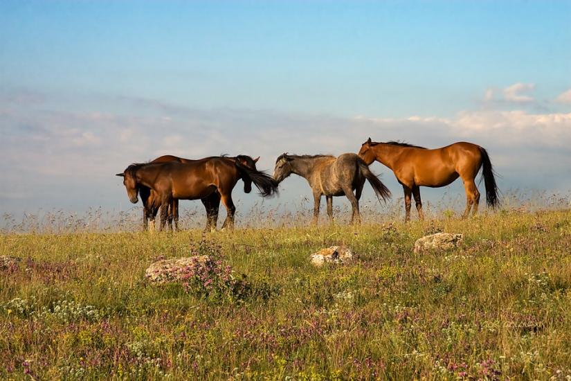 Дружне з panoramio.com - Дружне