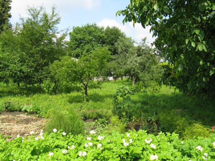 Великі Крушлинці з panoramio.com - Velyki Krushlyntsi