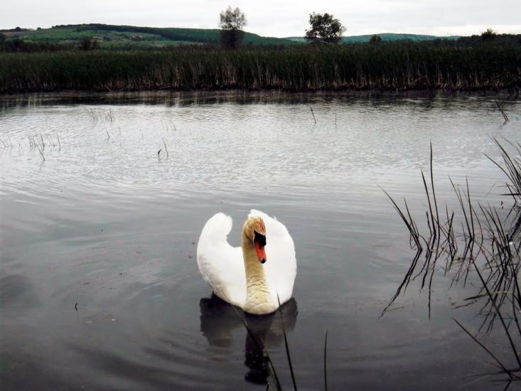 Драниця з panoramio.com - Dranytsya