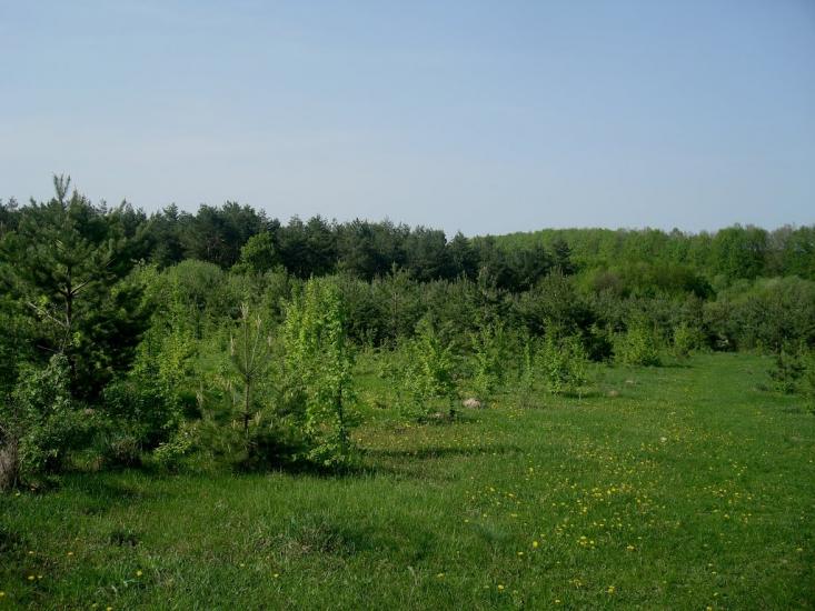 Маціорськ з panoramio.com - Маціорськ