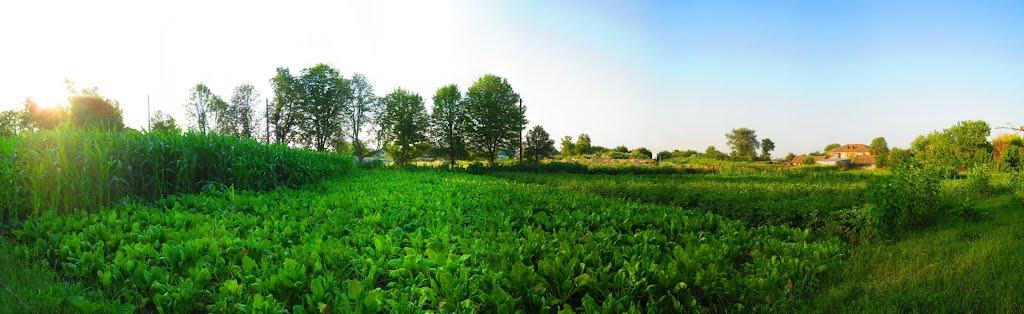 Богданівка з panoramio.com - Богдановка