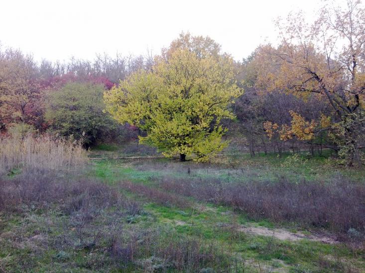 Галицинове з panoramio.com - Галициново