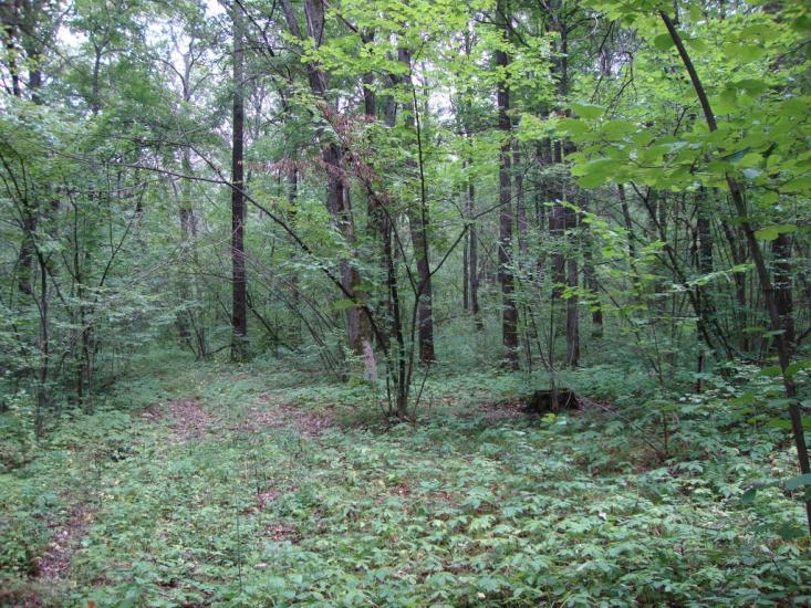 Руські Тишки з panoramio.com - Русские Тишки