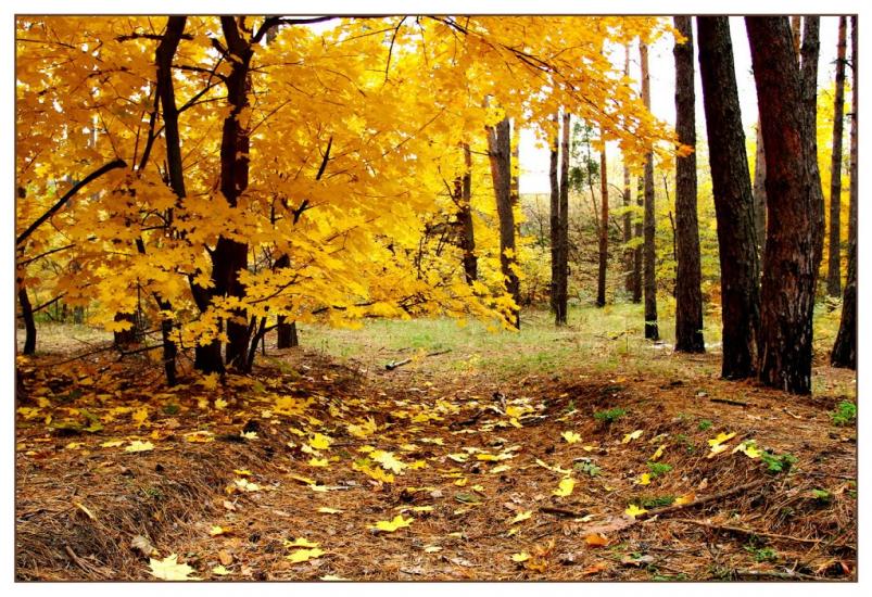Зазим'я з panoramio.com - Зазимье