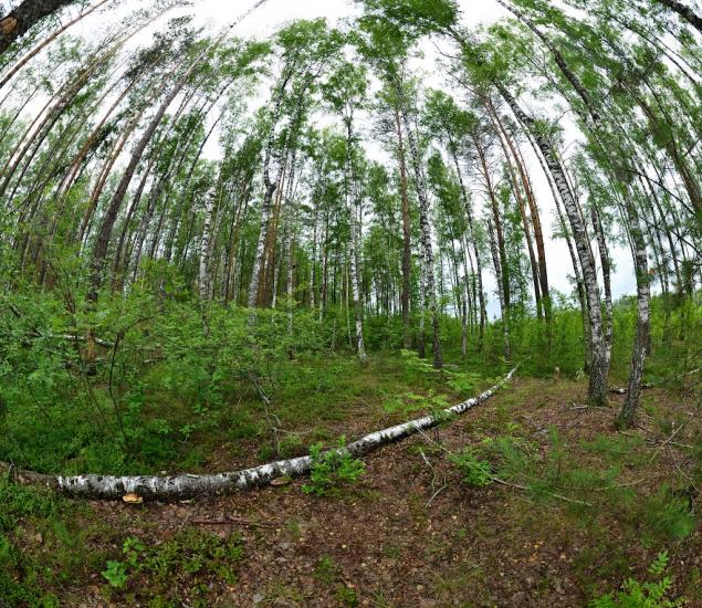 Тополівка з panoramio.com - Тополівка