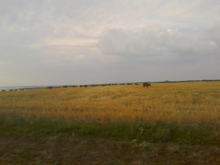 Чорноморка з panoramio.com - Черноморка