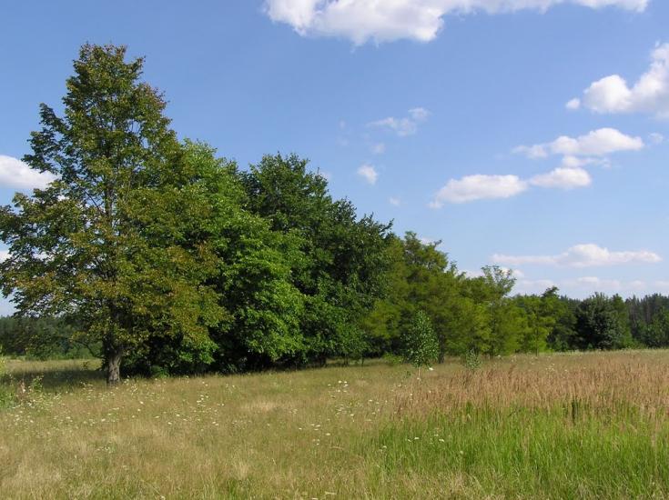 Бондарівка з panoramio.com - Бондарівка