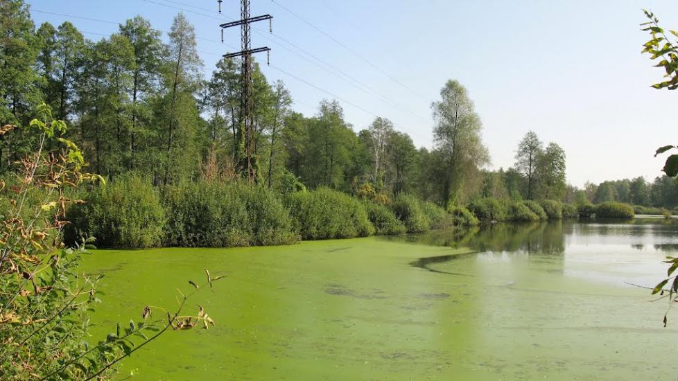 Княжичі з panoramio.com - Княжичі
