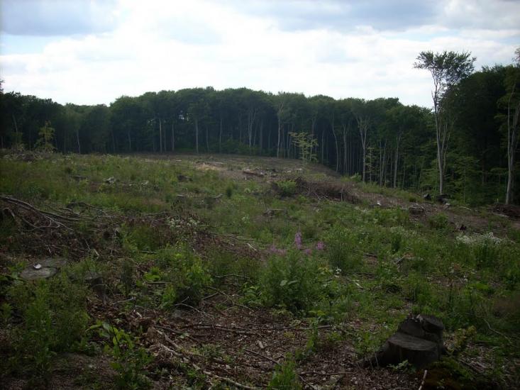 Кам'яниця з panoramio.com - Кам'яниця