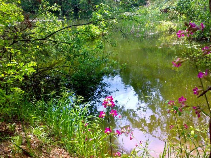 Нові Яриловичі з panoramio.com - Новые Ярыловичи