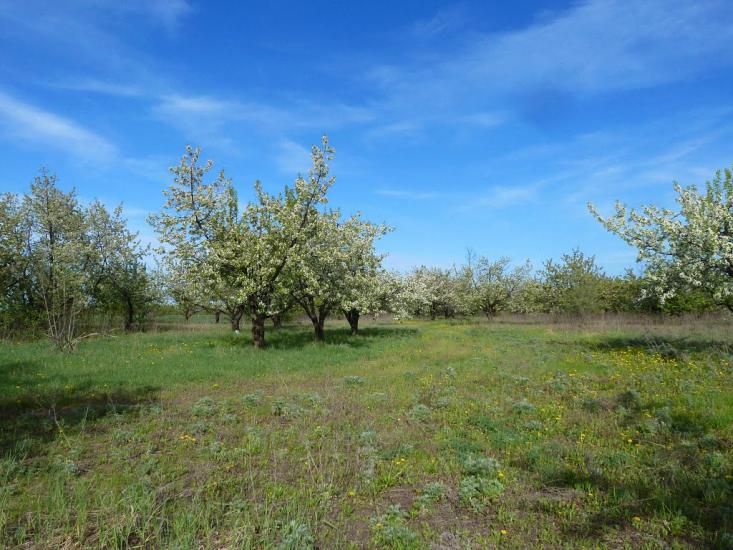 Володимирівка з panoramio.com - Volodymyrivka