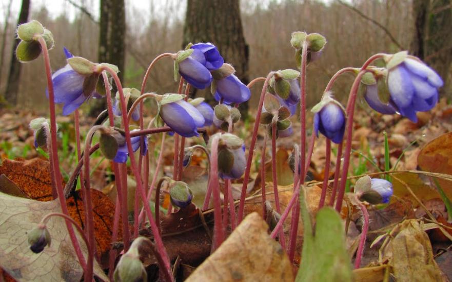 Болярка з panoramio.com - Болярка