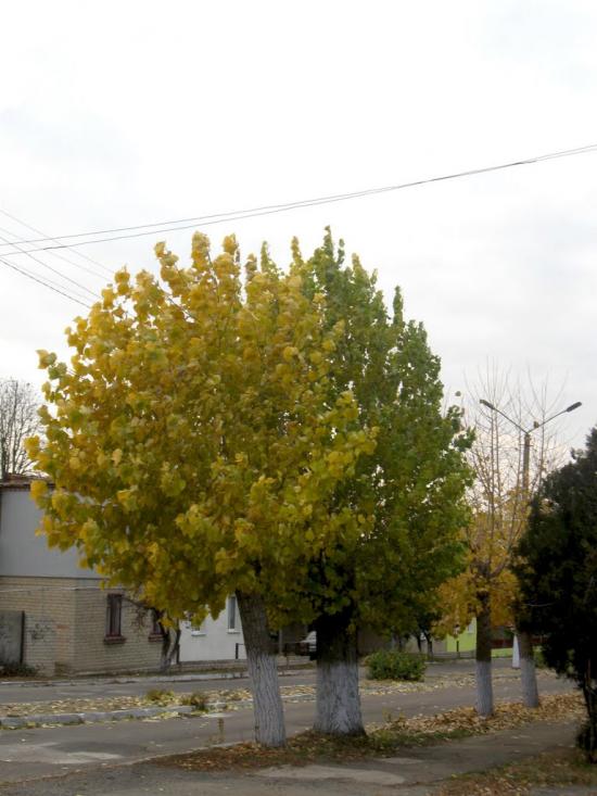Горностаївка з panoramio.com - Горностаевка