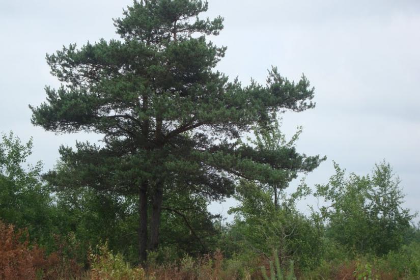 Ценява з panoramio.com - Ценява