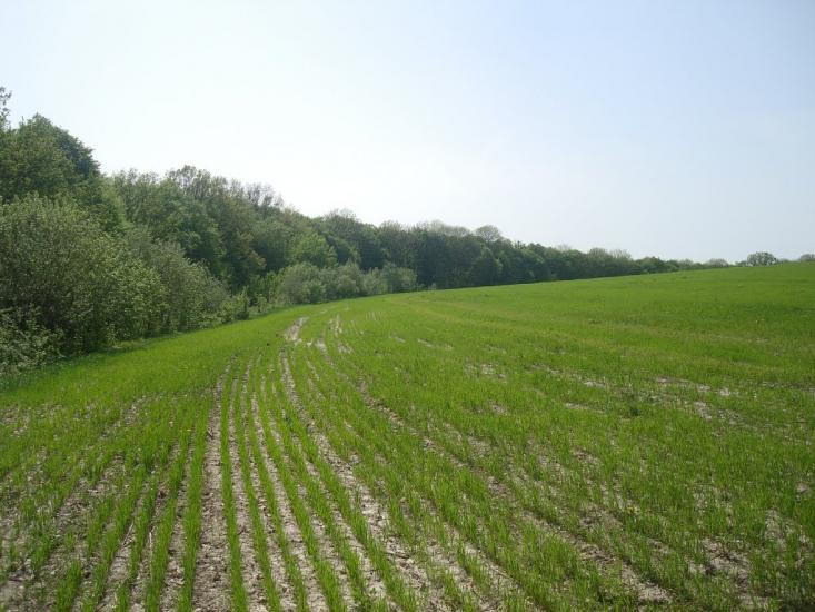 Любомирівка з panoramio.com - Любомировка