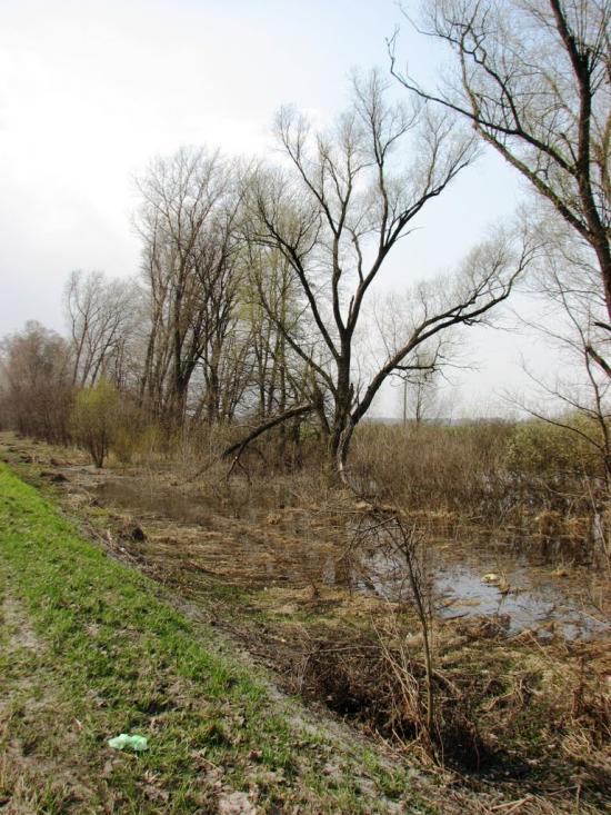 Старий Білоус з panoramio.com - Старий Білоус