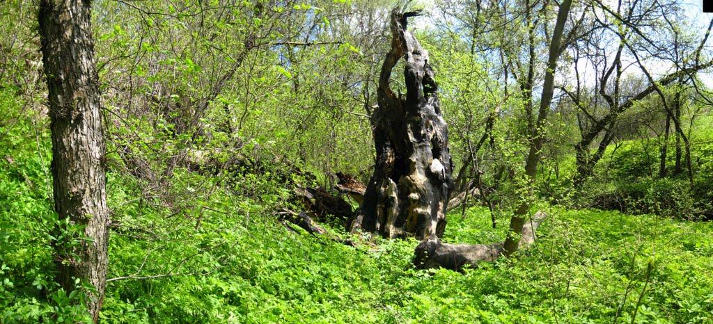 Комісарівка з panoramio.com - Комиссаровка