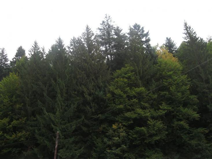 Міжгір'я з panoramio.com - Межгорье