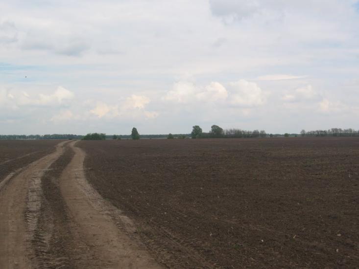 Товстоліс з panoramio.com - Товстоліс