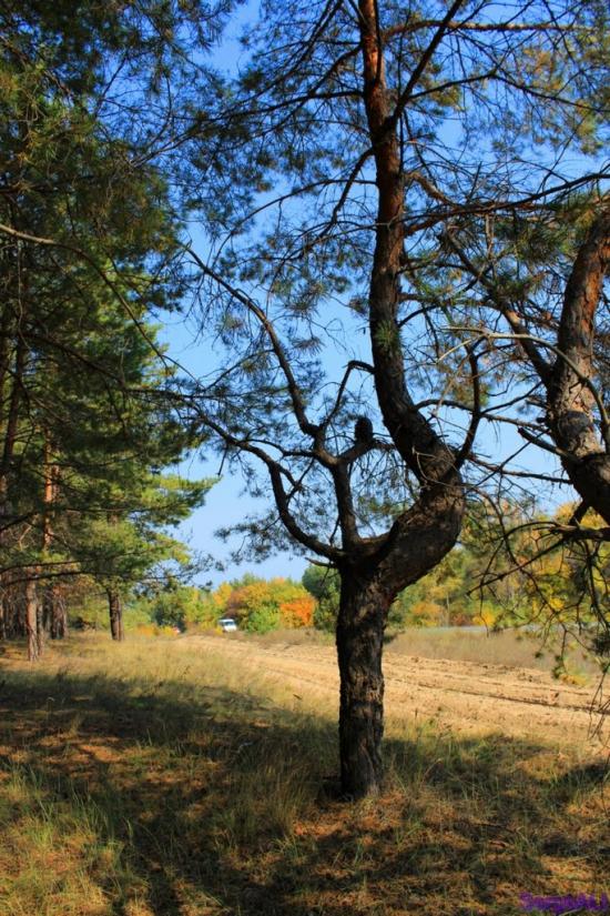 Валуйське з panoramio.com - Валуйское