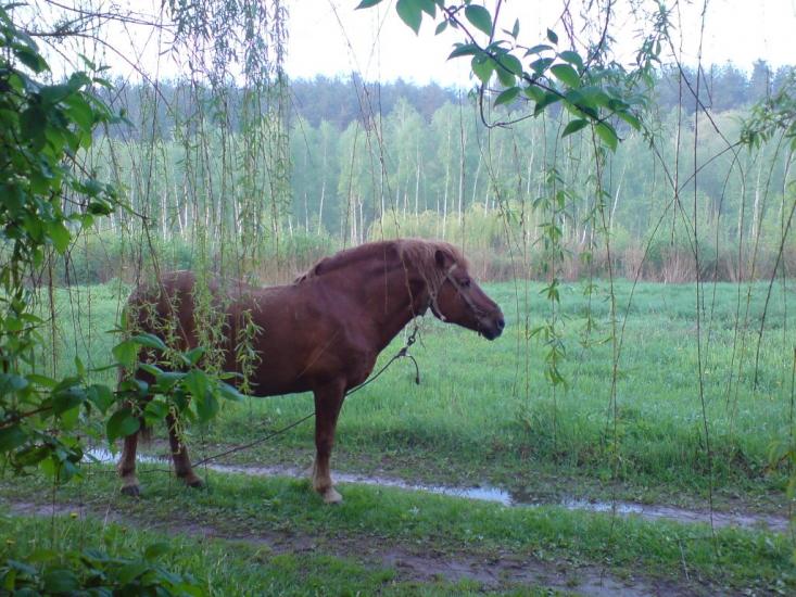 Малютянка з panoramio.com - Малютянка