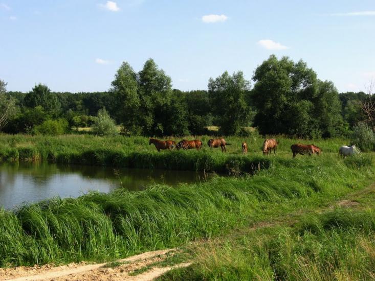 Заставне з panoramio.com - Заставне