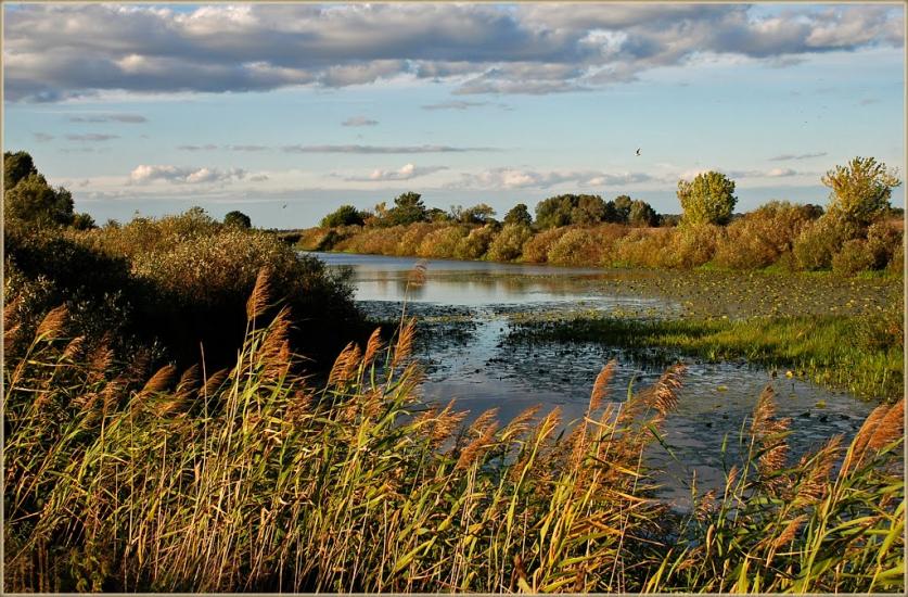 Нижча Дубечня з panoramio.com - Низшая Дубечня
