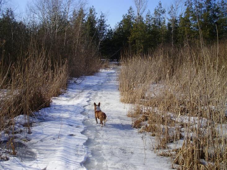 Котовка з panoramio.com - Котовка