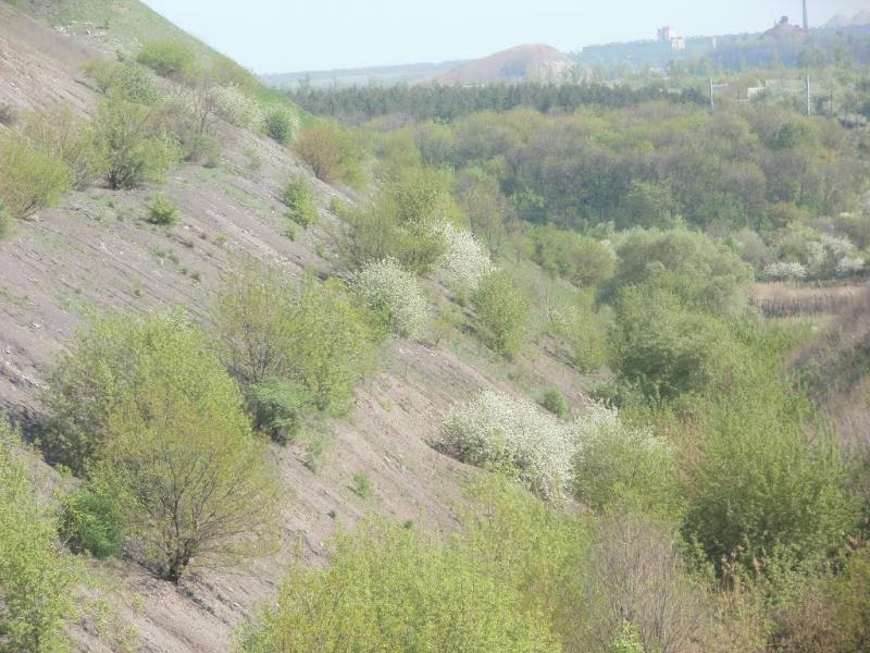 Кринична з panoramio.com - Криничная