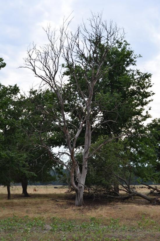 Пилівка з panoramio.com - Пилівка